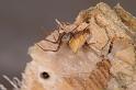 Uloborus_ZZ625_D7981_Z_88_North Stradbroke island_Australie